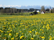 5. Unser Dorf Hergensweiler